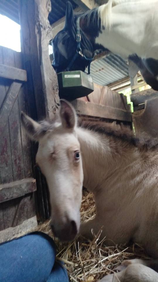 Veulen (ml) Bekend ras Te koop 2025 Overige kleuren