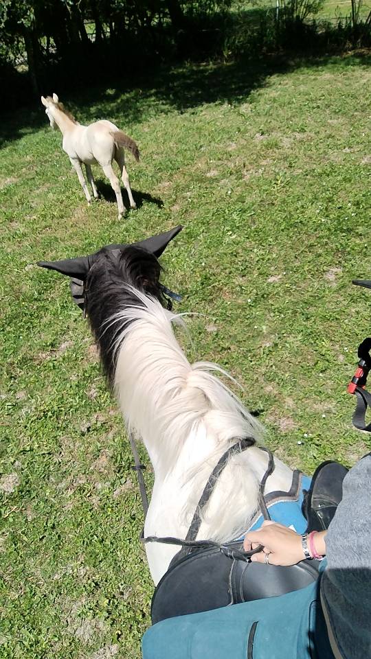 Veulen (ml) Bekend ras Te koop 2025 Overige kleuren