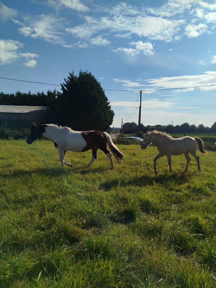 Veulen (ml) Bekend ras Te koop 2025 Overige kleuren