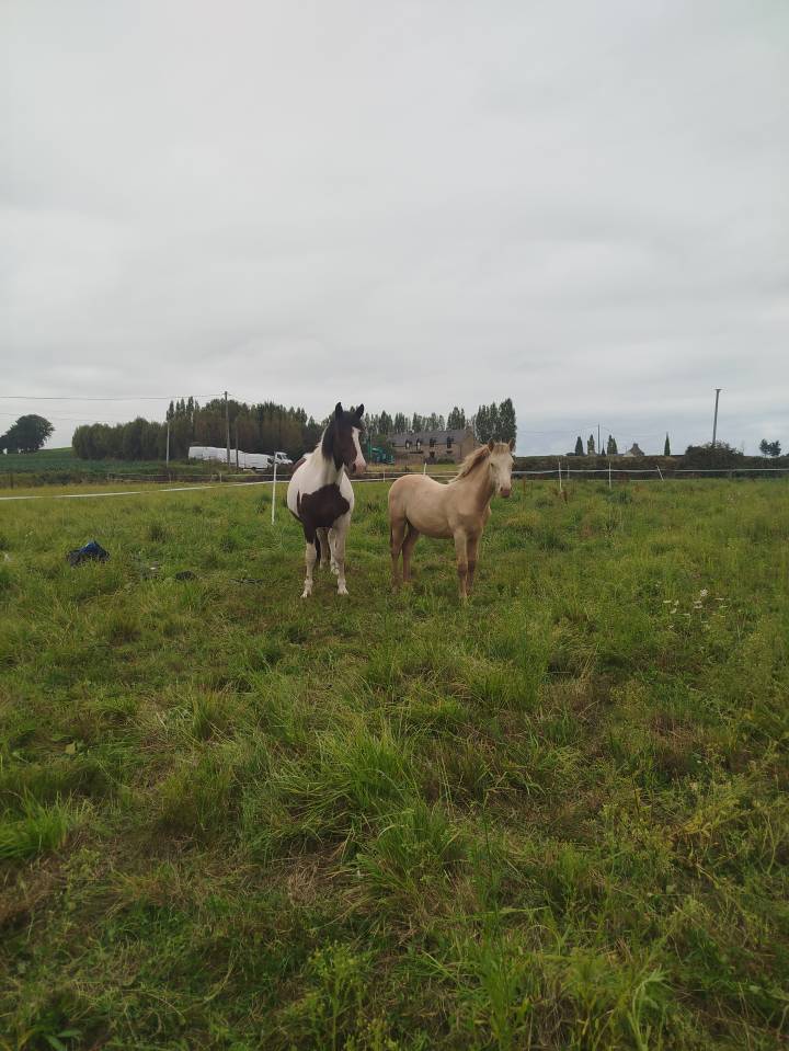 Veulen (ml) Bekend ras Te koop 2025 Overige kleuren