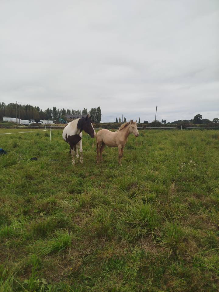 Veulen (ml) Bekend ras Te koop 2025 Overige kleuren