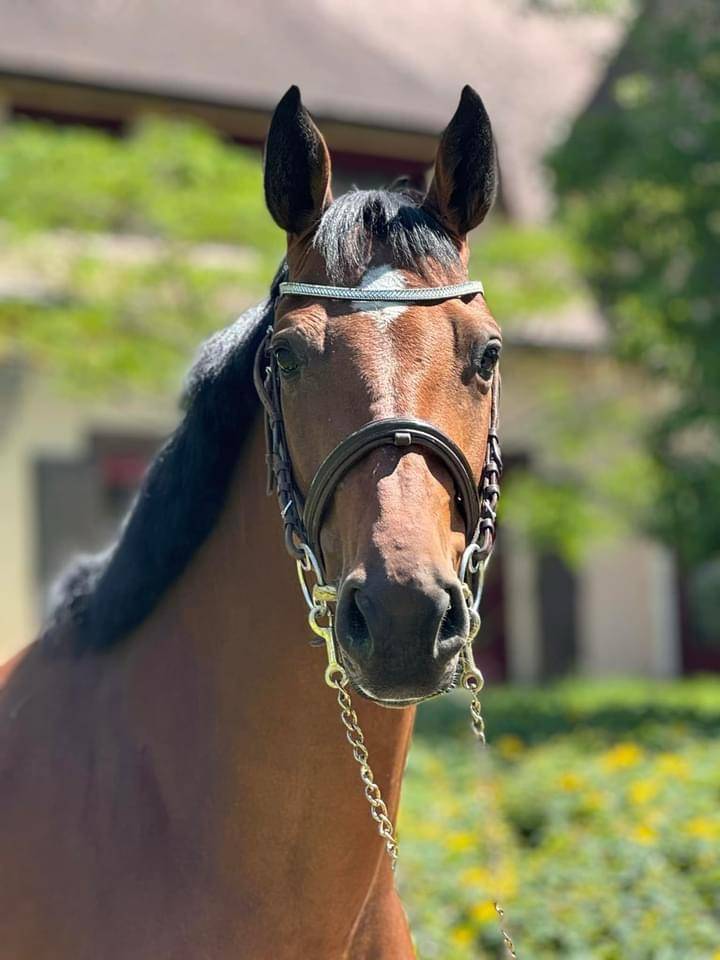 Merrie Belgisch sportpaard Te koop 2018 Donker bruin / bai ,  diarado