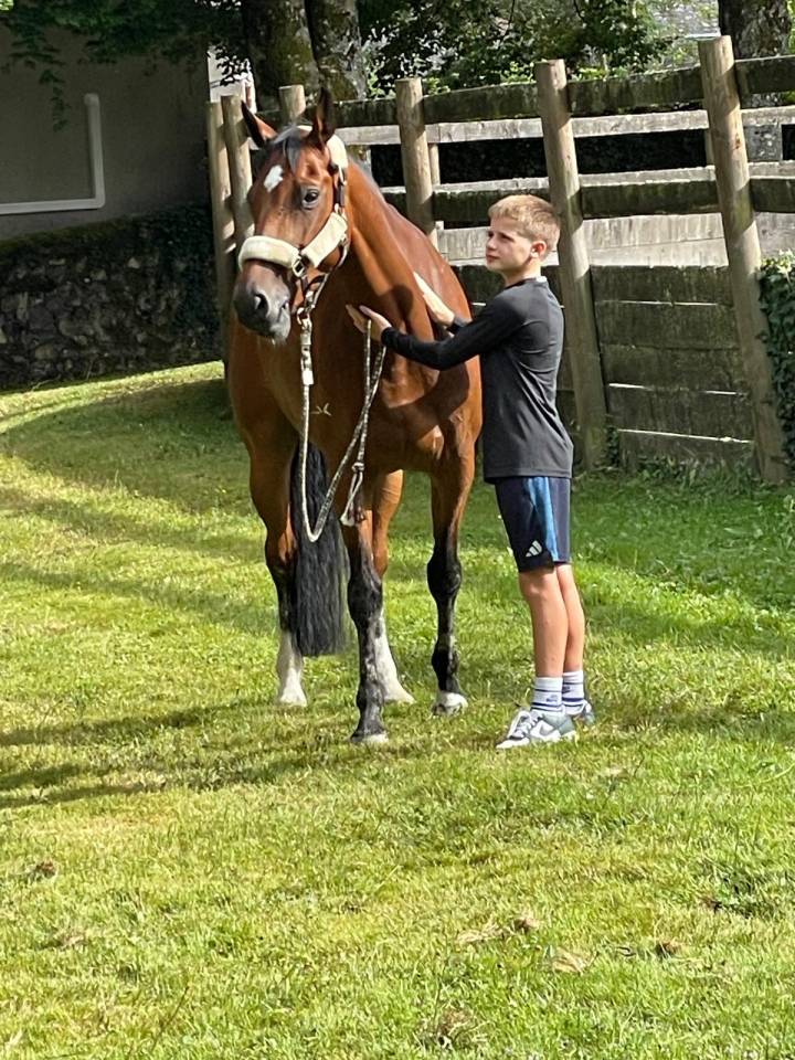Merrie Belgisch sportpaard Te koop 2018 Donker bruin / bai ,  diarado