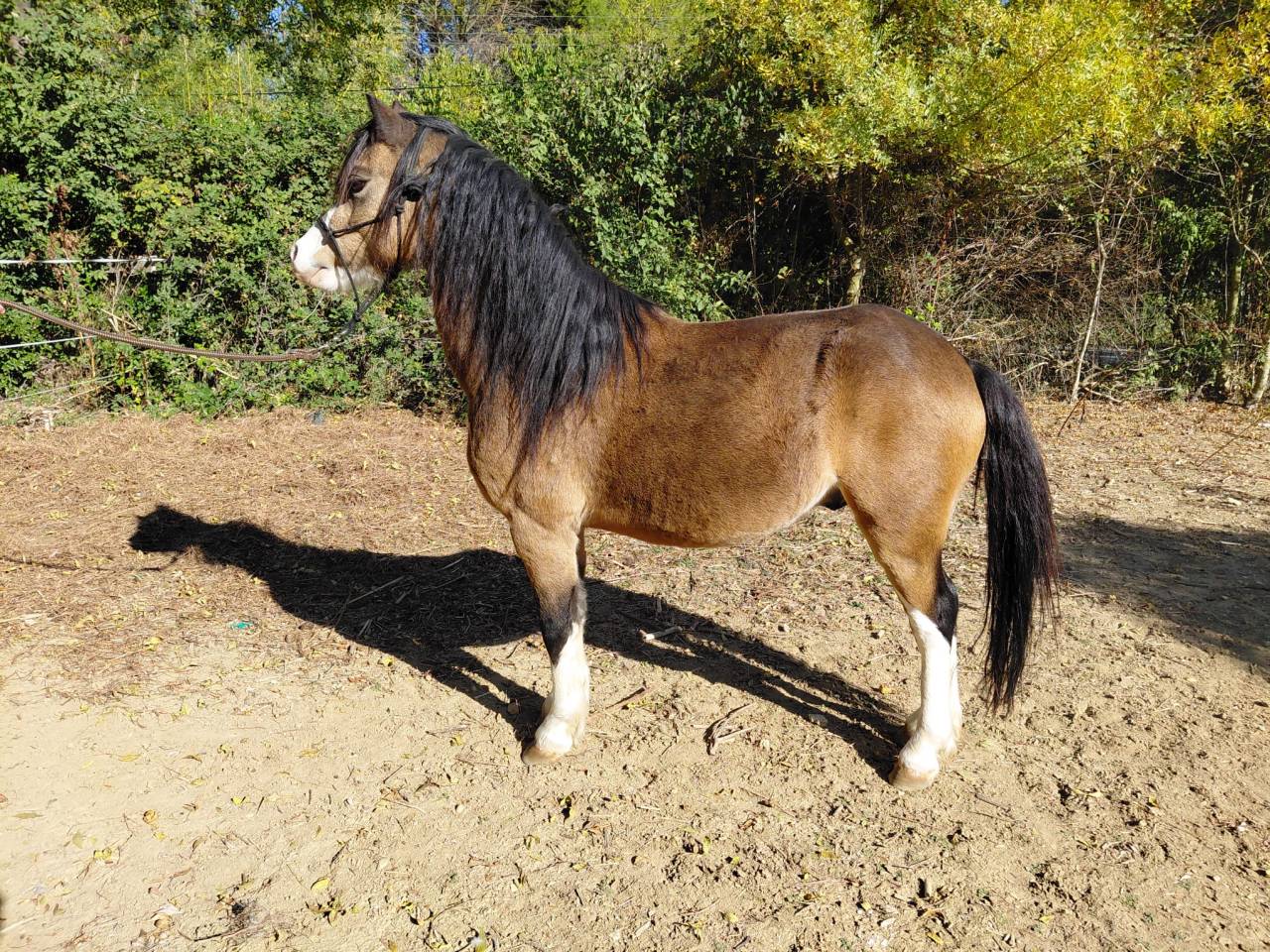 Ruin Welsh Pony (Section A) Te koop 2018 Isabel ,  Lovins Topthorn