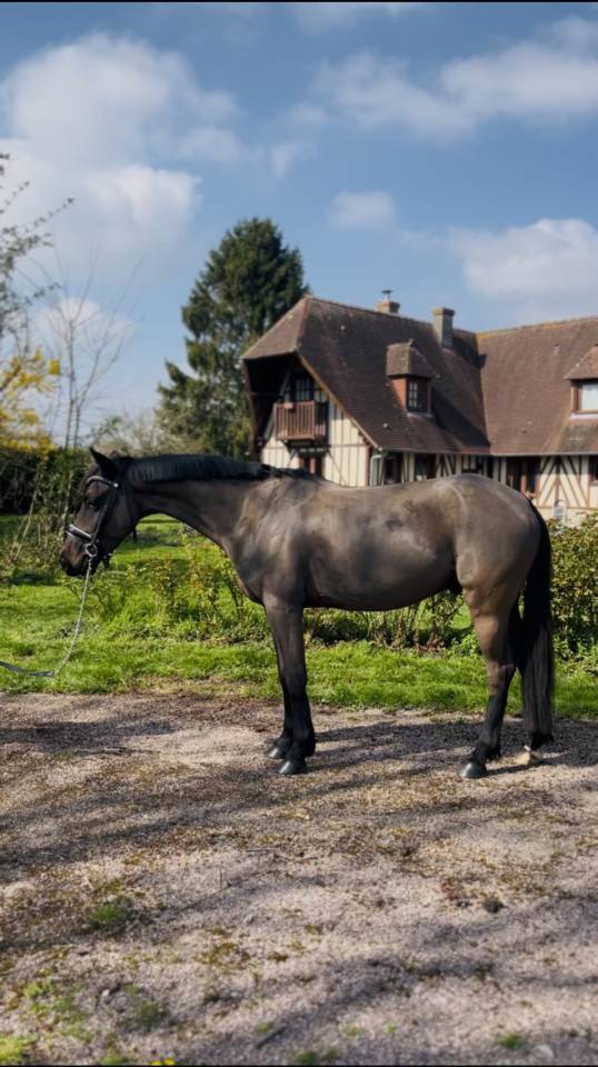 Ruin Franse rijpony PFS Te koop 2022 Bruin / Bai ,  UNDER COVER FAST