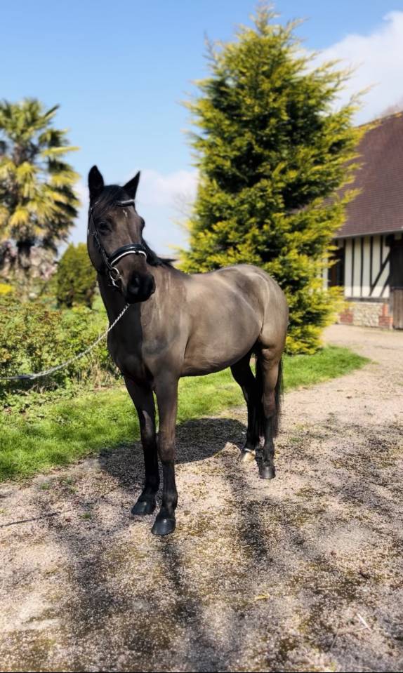 Ruin Franse rijpony PFS Te koop 2022 Bruin / Bai ,  UNDER COVER FAST