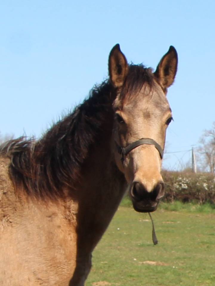 Veulen (vr) Selle Fran&ccedil;ais Te koop 2025 Isabel