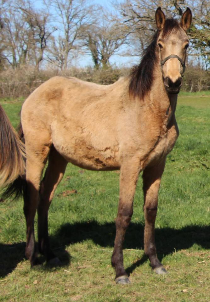 Veulen (vr) Selle Fran&ccedil;ais Te koop 2025 Isabel