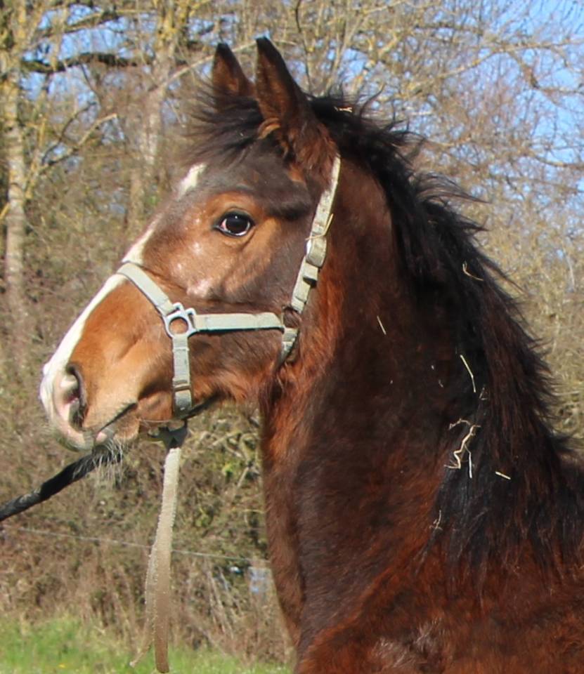 Veulen (ml) Selle Fran&ccedil;ais Te koop 2025 Donker bruin / bai