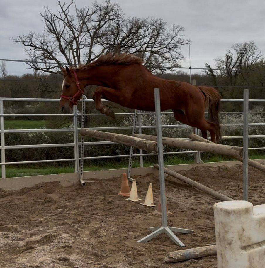Merrie Selle Fran&ccedil;ais Te koop 2020 Vos