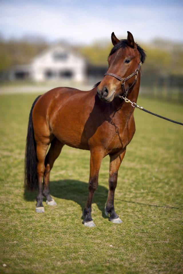 Merrie Nederlandse pony Te koop 2023 Donker bruin / bai