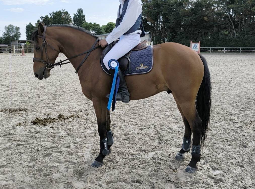 Ruin Franse rijpony PFS Te koop 2018 Donker bruin / bai