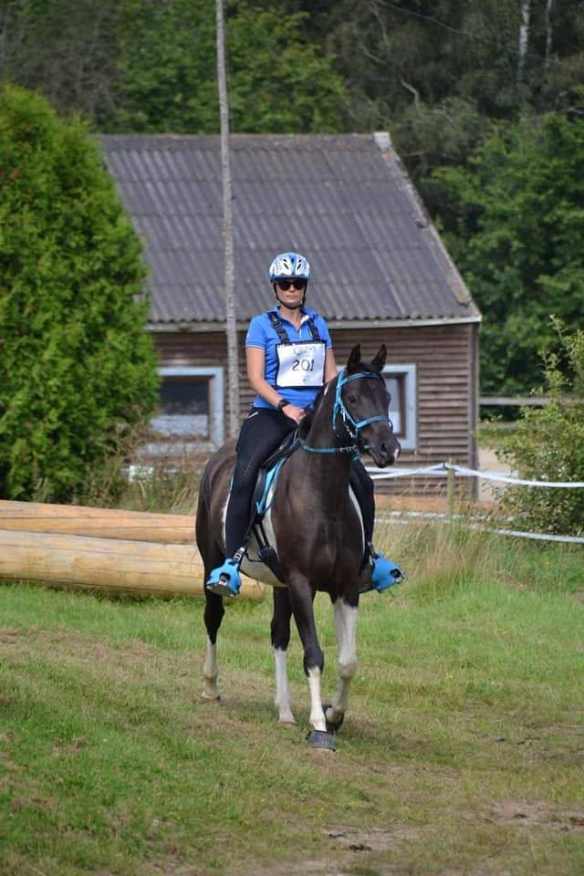 Ruin Arabisch halfbloed Te koop 2017 Bontzwart