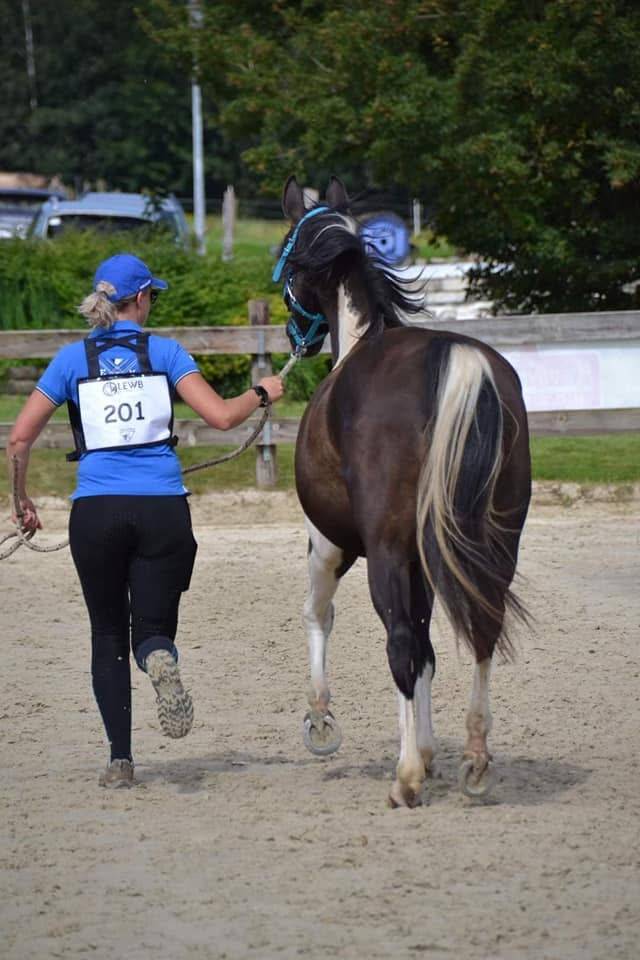 Ruin Arabisch halfbloed Te koop 2017 Bontzwart