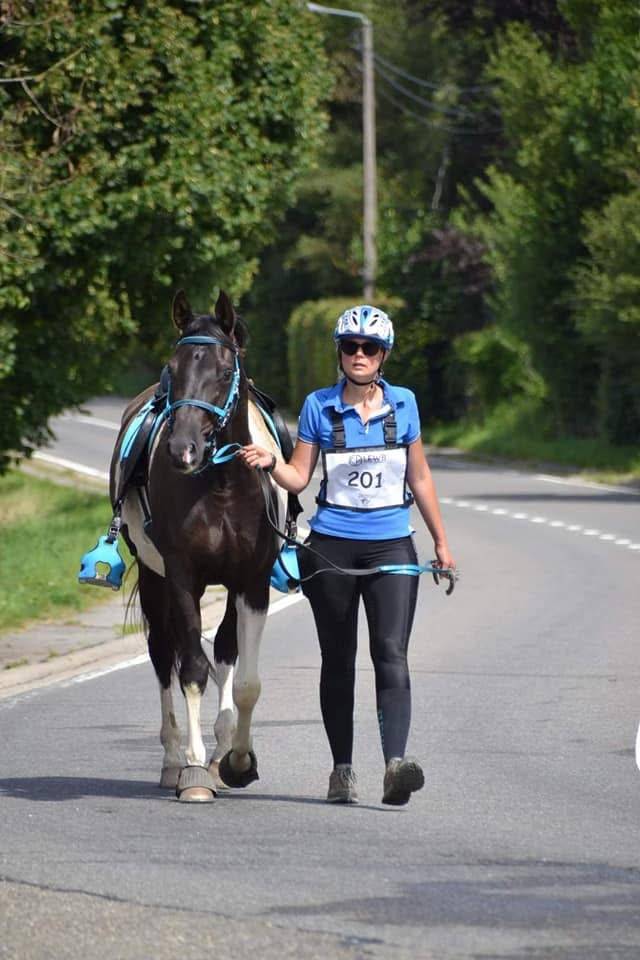 Ruin Arabisch halfbloed Te koop 2017 Bontzwart