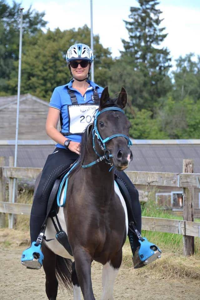 Ruin Arabisch halfbloed Te koop 2017 Bontzwart