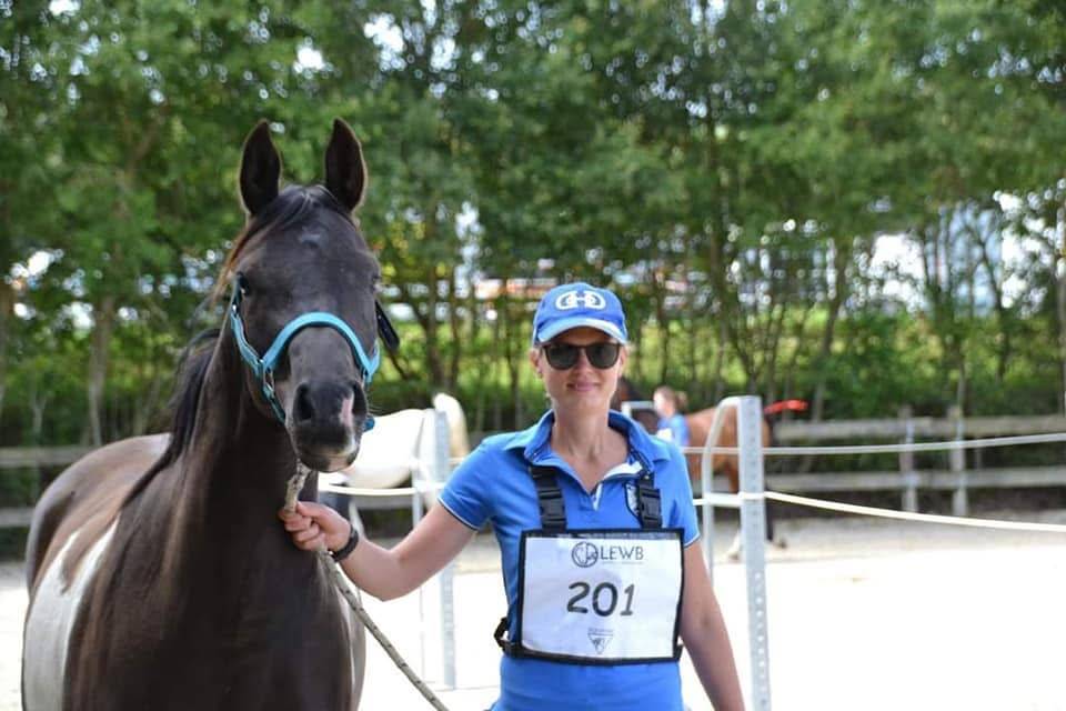 Ruin Arabisch halfbloed Te koop 2017 Bontzwart