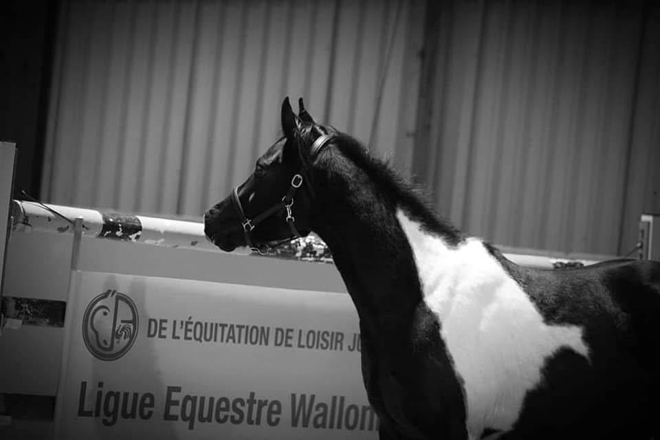 Ruin Arabisch halfbloed Te koop 2017 Bontzwart