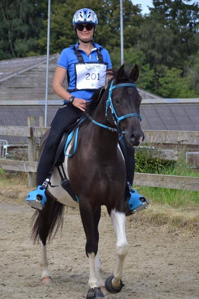 Ruin Arabisch halfbloed Te koop 2017 Bontzwart