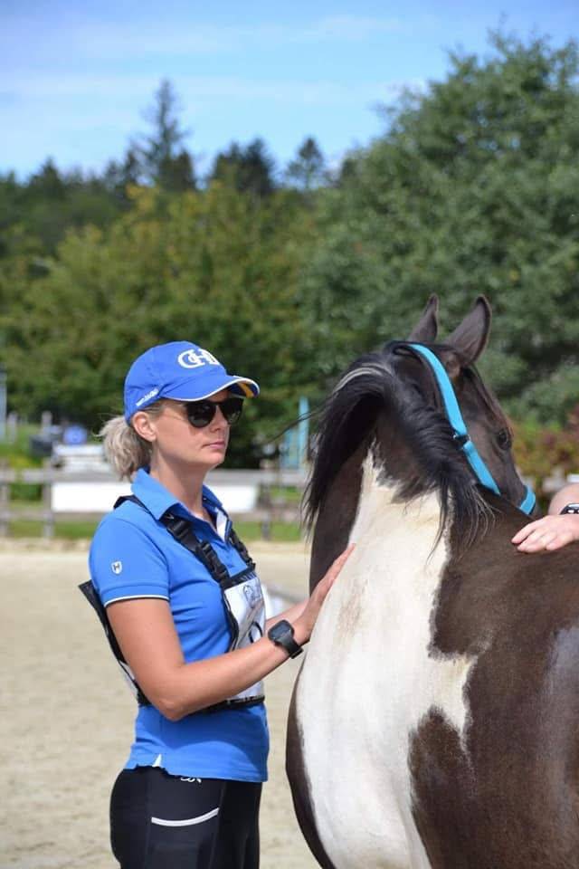 Ruin Arabisch halfbloed Te koop 2017 Bontzwart