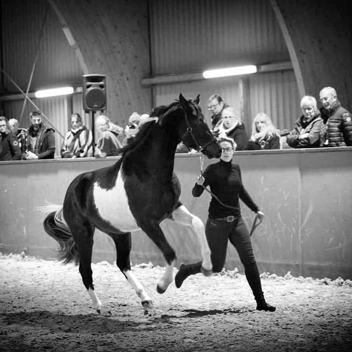 Ruin Arabisch halfbloed Te koop 2017 Bontzwart