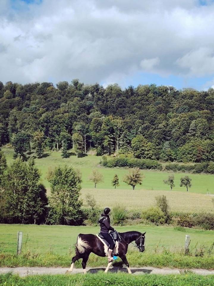 Ruin Arabisch halfbloed Te koop 2017 Bontzwart