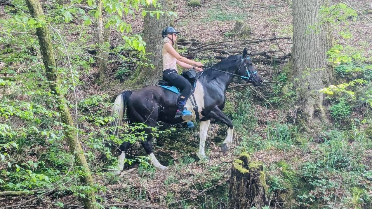 Ruin Arabisch halfbloed Te koop 2017 Bontzwart