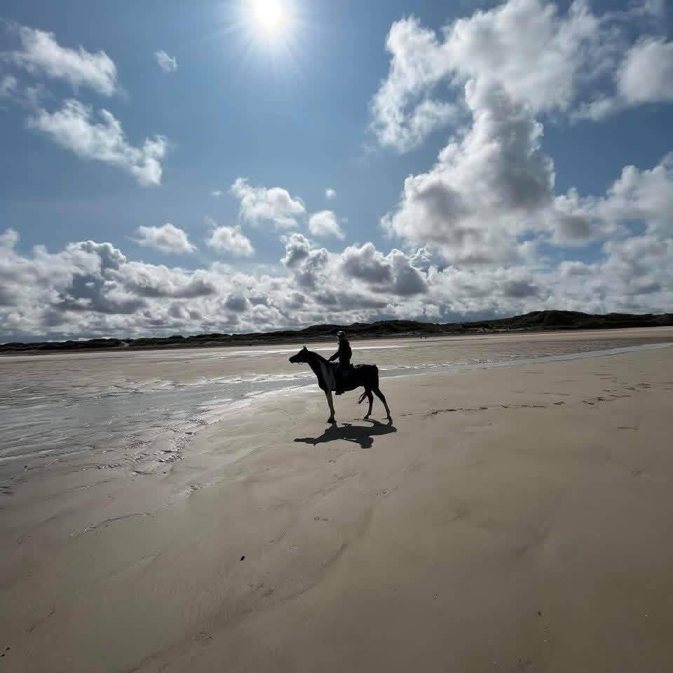 Ruin Arabisch halfbloed Te koop 2017 Bontzwart