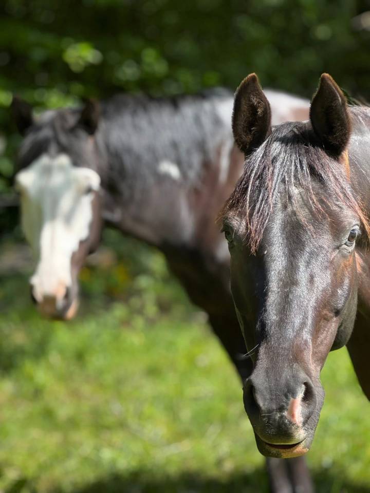 Ruin Arabisch halfbloed Te koop 2017 Bontzwart