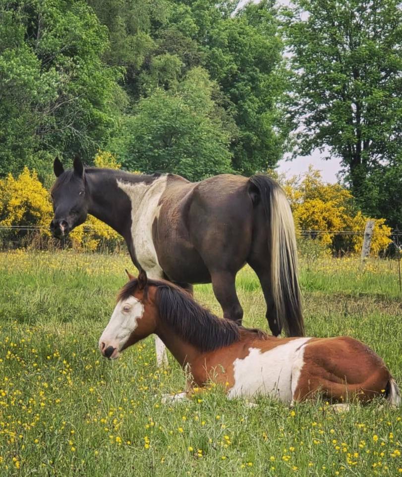 Ruin Arabisch halfbloed Te koop 2017 Bontzwart