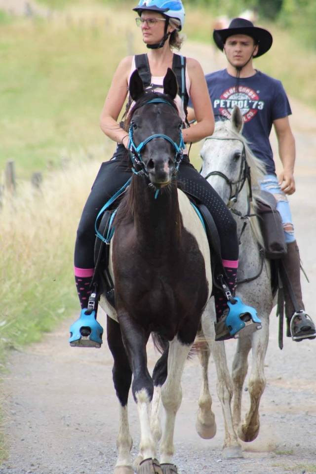 Ruin Arabisch halfbloed Te koop 2017 Bontzwart