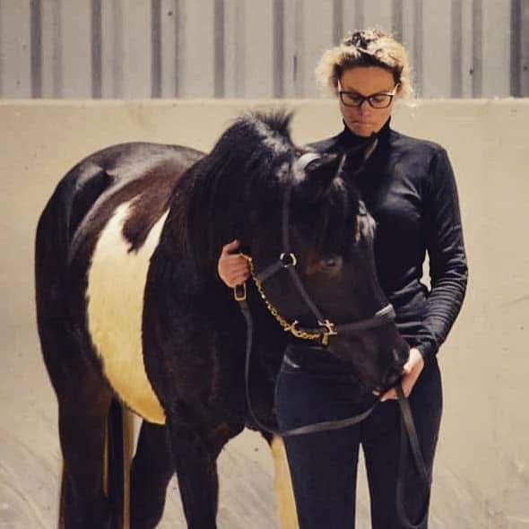 Ruin Arabisch halfbloed Te koop 2017 Bontzwart