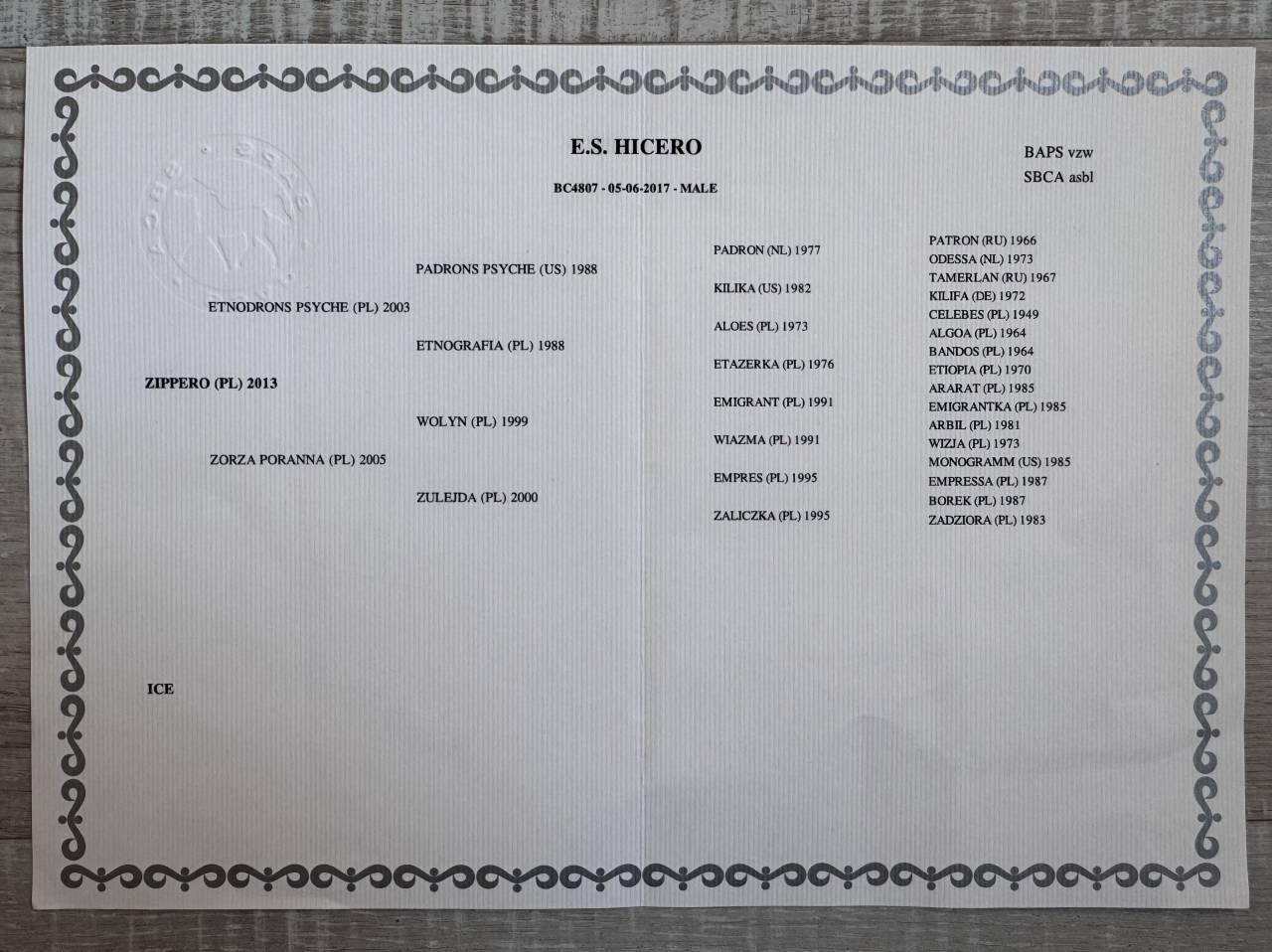 Ruin Arabisch halfbloed Te koop 2017 Bontzwart