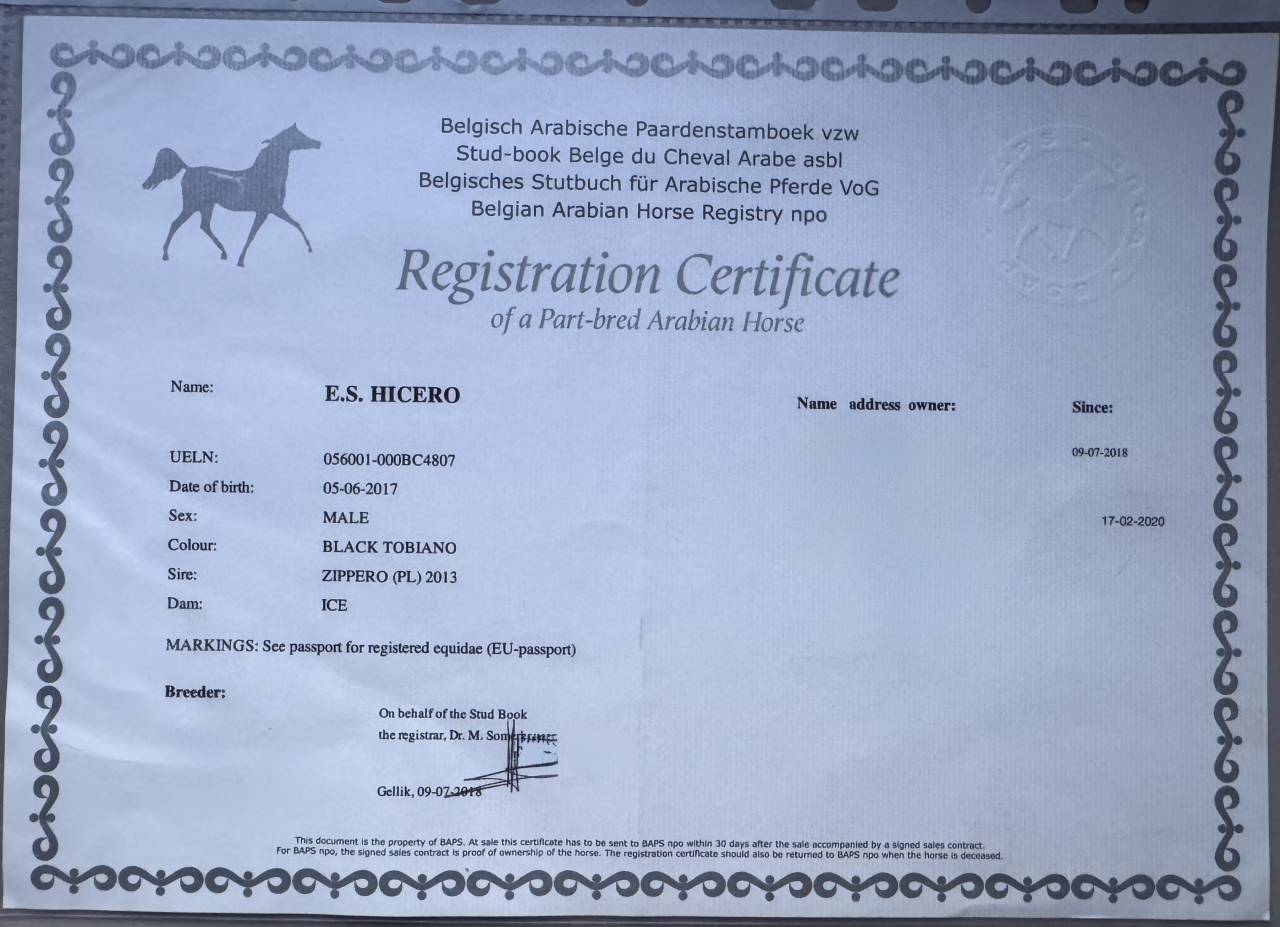 Ruin Arabisch halfbloed Te koop 2017 Bontzwart