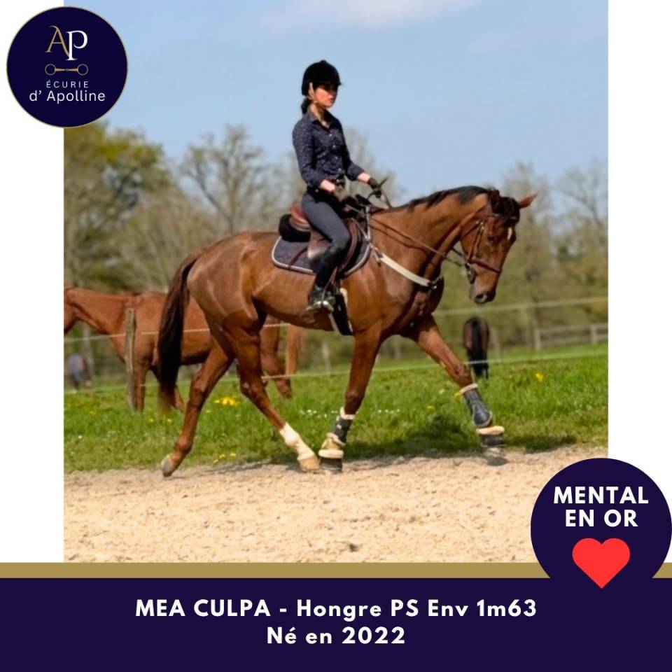 Ruin Volbloed Te koop 2022 Donker bruin / bai