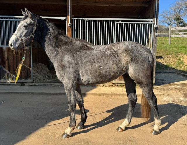 Ruin Bekend ras Te koop 2023 Schimmel ,  Genesis de talma
