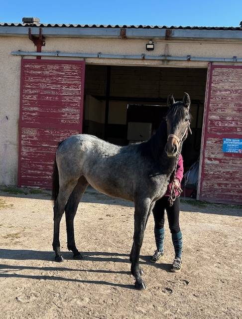 Veulen (ml) Bekend ras Te koop 2025 Schimmel ,  Arc de Triomphe