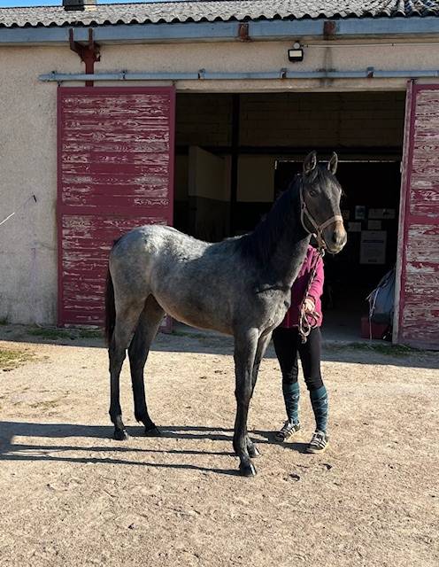 Veulen (ml) Bekend ras Te koop 2025 Schimmel ,  Arc de Triomphe