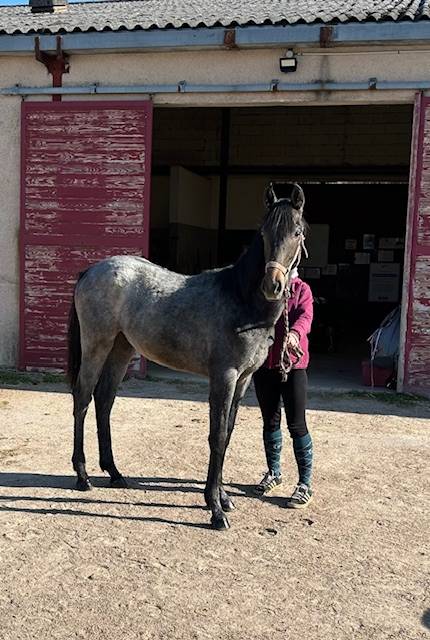 Veulen (ml) Bekend ras Te koop 2025 Schimmel ,  Arc de Triomphe