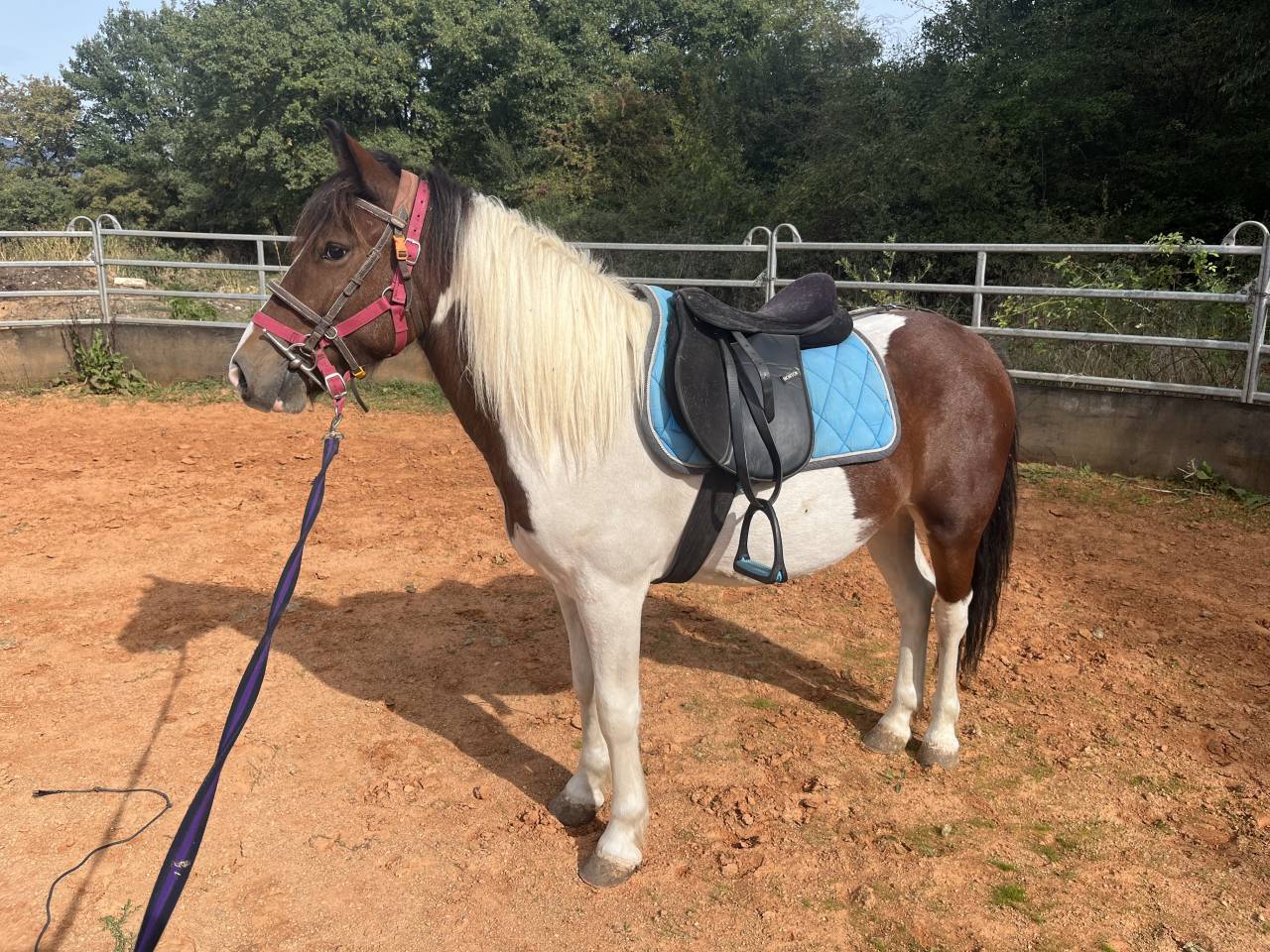 Ruin Ras onbekend Te koop 2022 Bont