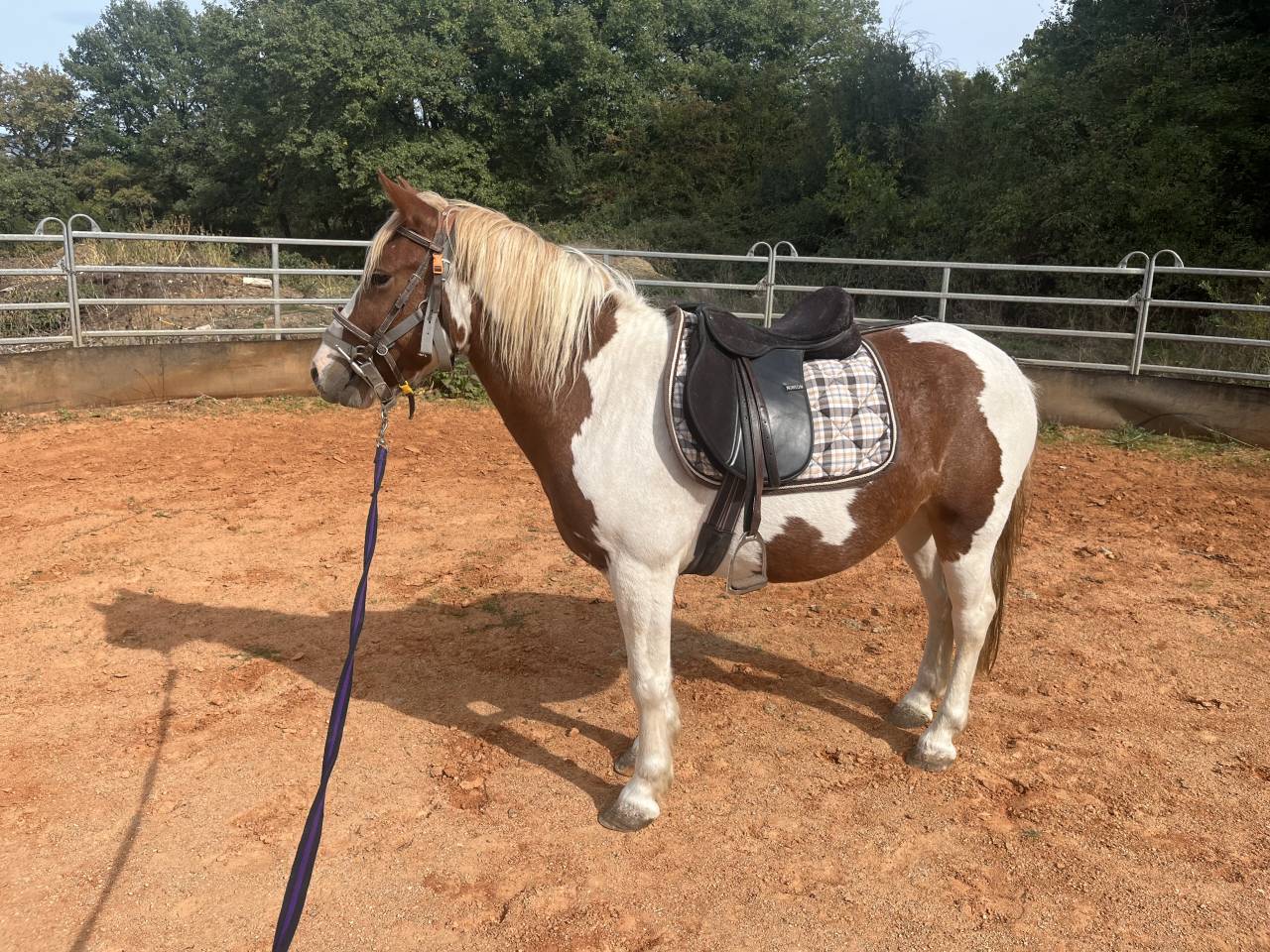 Ruin Ras onbekend Te koop 2022 Bont