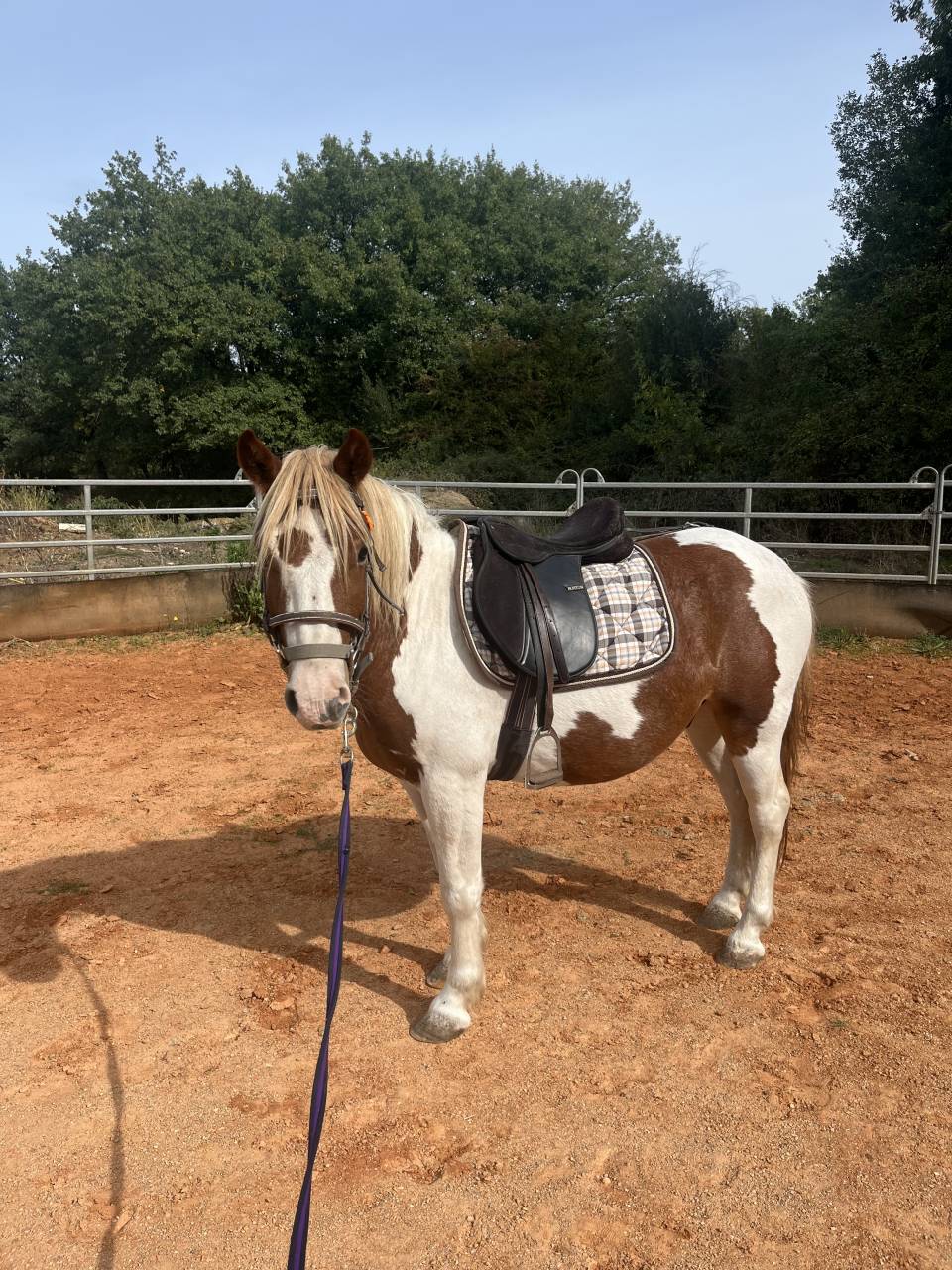 Ruin Ras onbekend Te koop 2022 Bont