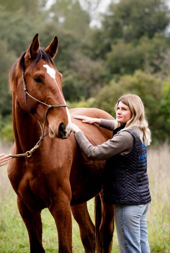 Ruin Selle Fran&ccedil;ais Te koop 2023 Donker bruin / bai ,  Varennes du breuil