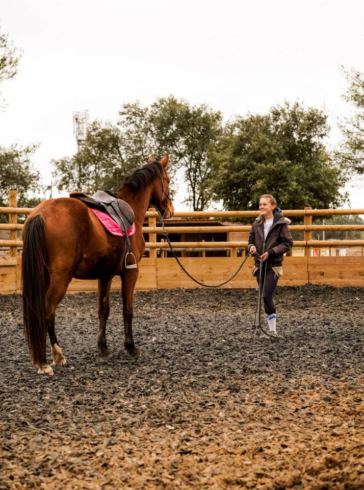 Ruin Selle Fran&ccedil;ais Te koop 2023 Donker bruin / bai ,  Varennes du breuil