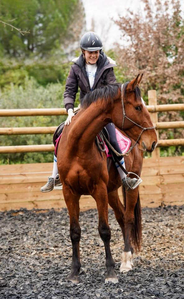 Ruin Selle Fran&ccedil;ais Te koop 2023 Donker bruin / bai ,  Varennes du breuil