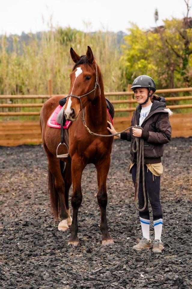 Ruin Selle Fran&ccedil;ais Te koop 2023 Donker bruin / bai ,  Varennes du breuil