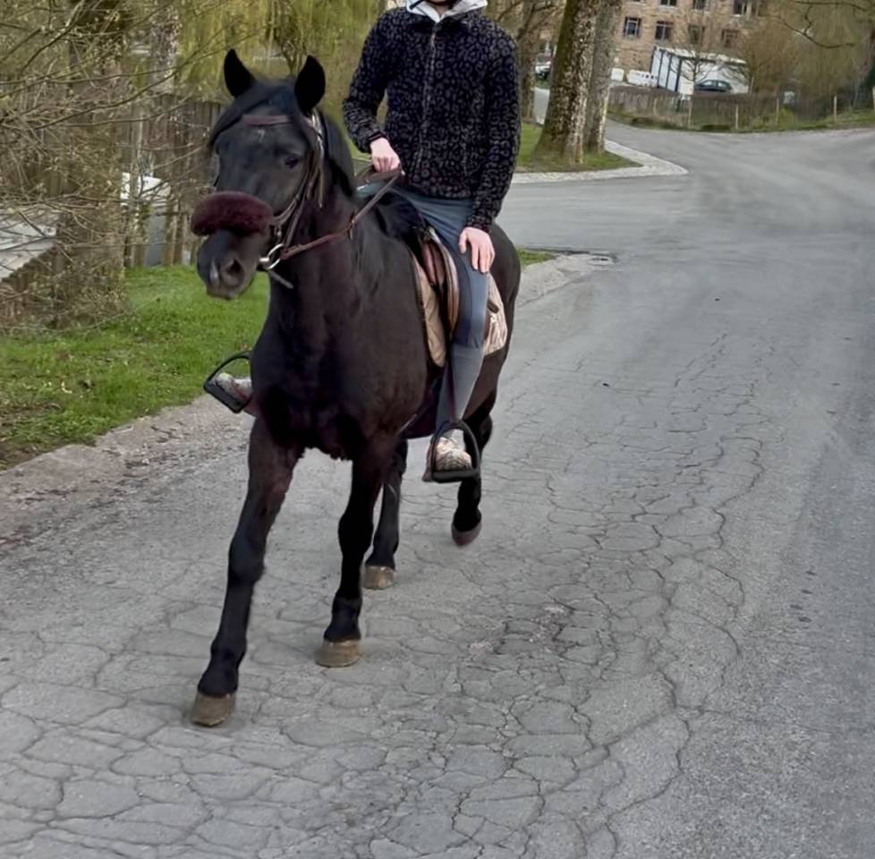 Ruin Ras onbekend Te koop 2015 Zwart