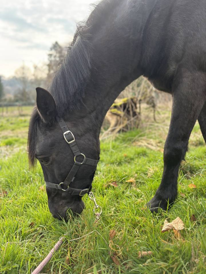 Ruin Ras onbekend Te koop 2015 Zwart