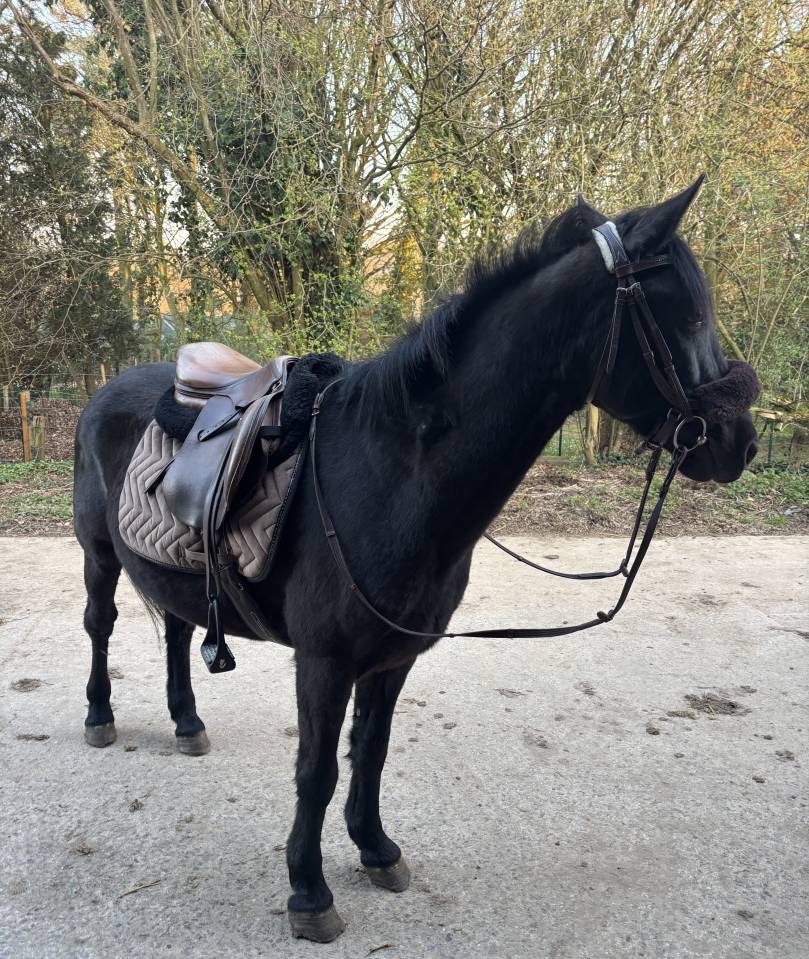 Ruin Ras onbekend Te koop 2015 Zwart