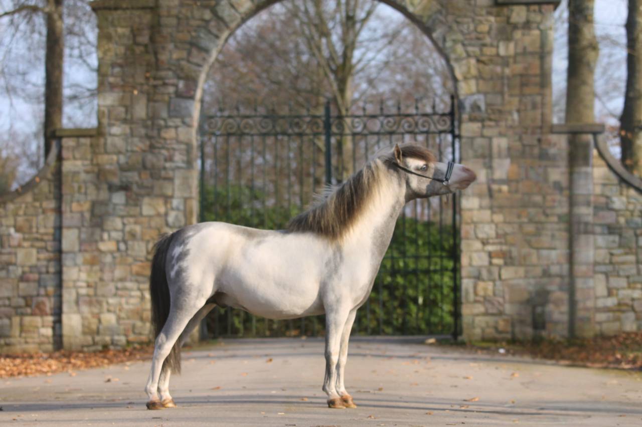 Dekhengst Andere pony rassen Te koop 2017 Sabino ,  Bear Branch Crow Feather